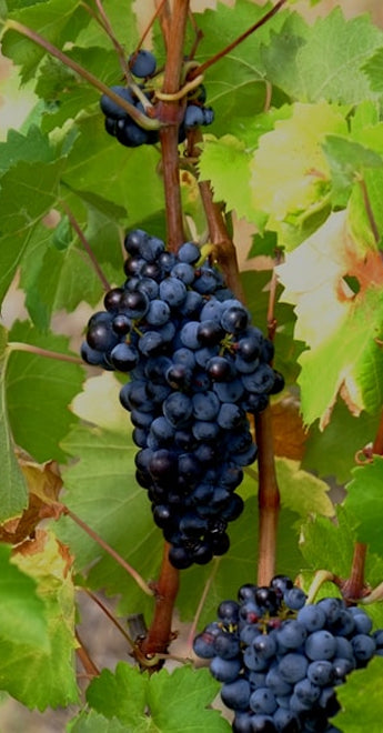 <p>Premium Tropical Fruit Sourcing</p>