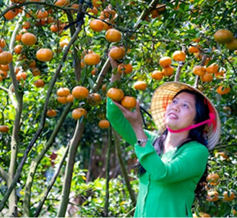 <p>Premium Tropical Fruit Sourcing</p>